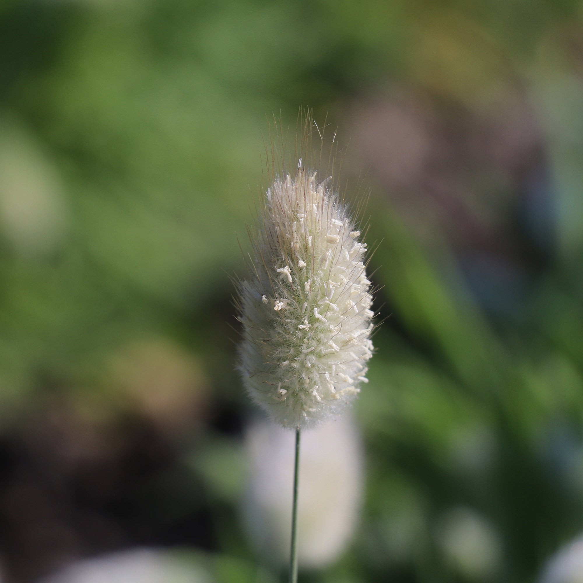 Bunny Tails Ornamental Grass Seeds Fontana Seeds