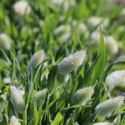 Bunny Tail Seeds