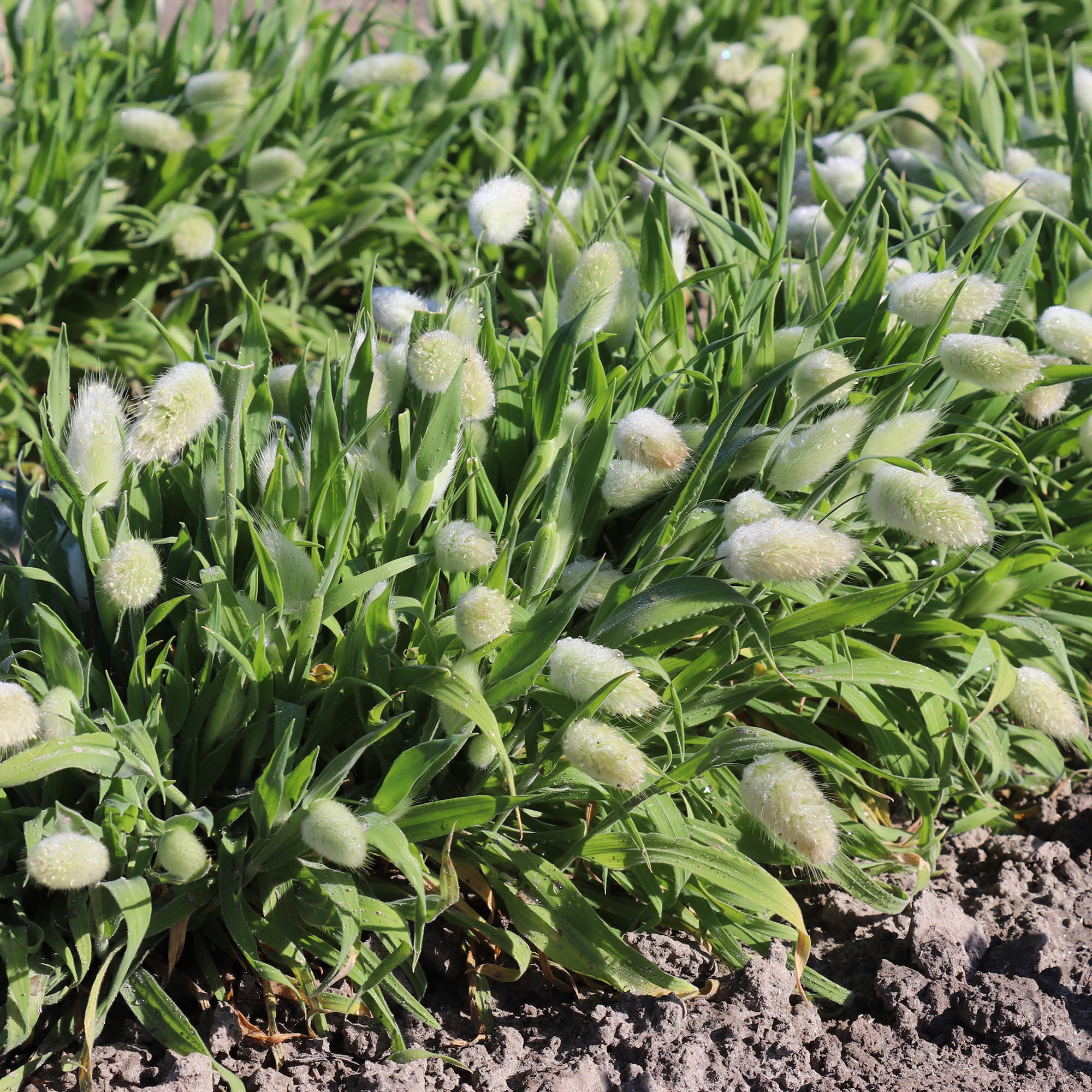 Bunny Tails Ornamental Grass Seeds | Fontana Seeds