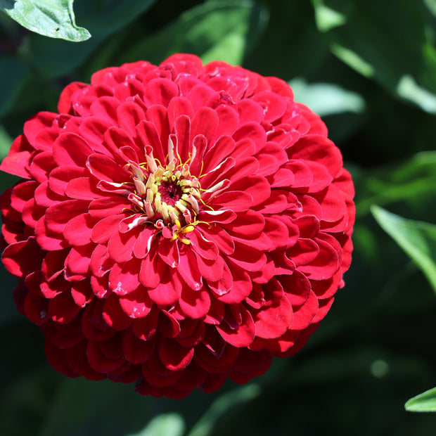 Large Red Zinnia Flower Meteor