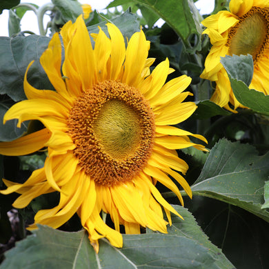 Sonnenblumen-Sonnenfleck