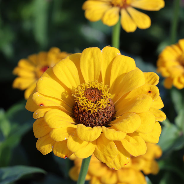 Zinnia Elegans Dahlia-Flowered Golden State