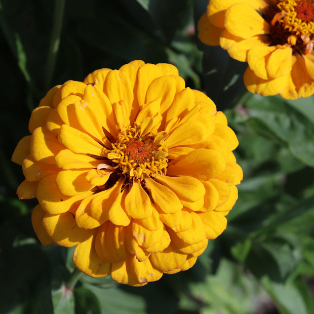 Zinnia Elegans Dahlia-Flowered Golden State