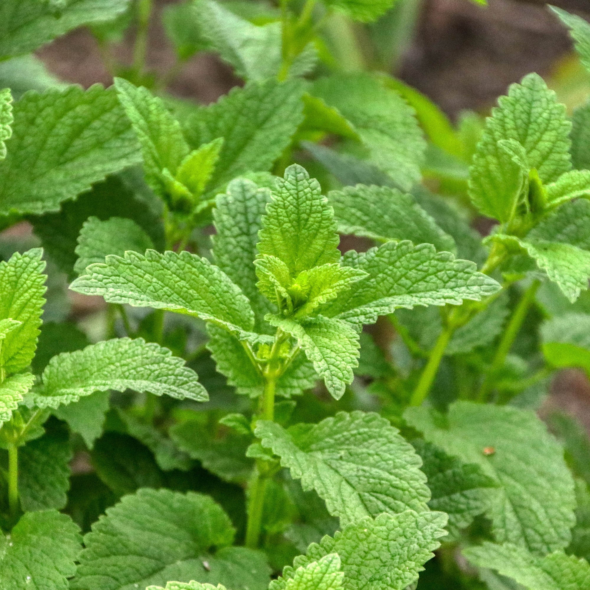 Image of Cosmos and lemon balm