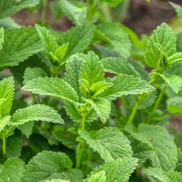 Lemon Balm Seeds