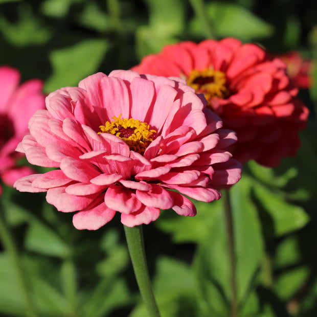 Zinnia Elegans Dahlia-Flowered Illumination