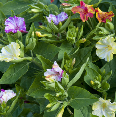 Mirabilis Jalapa 'Broken Colours'