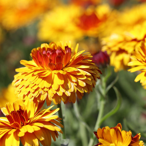 Marigold Seeds Bullseye