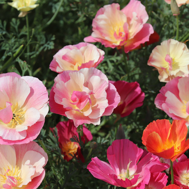 Mixed Colored California Poppies