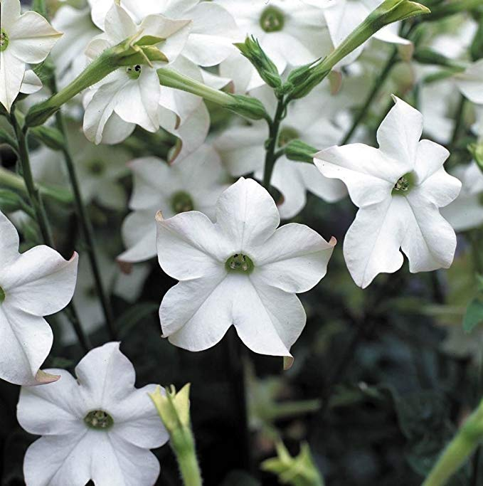 Nicotiana