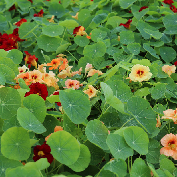 Buy Nasturtium Seeds