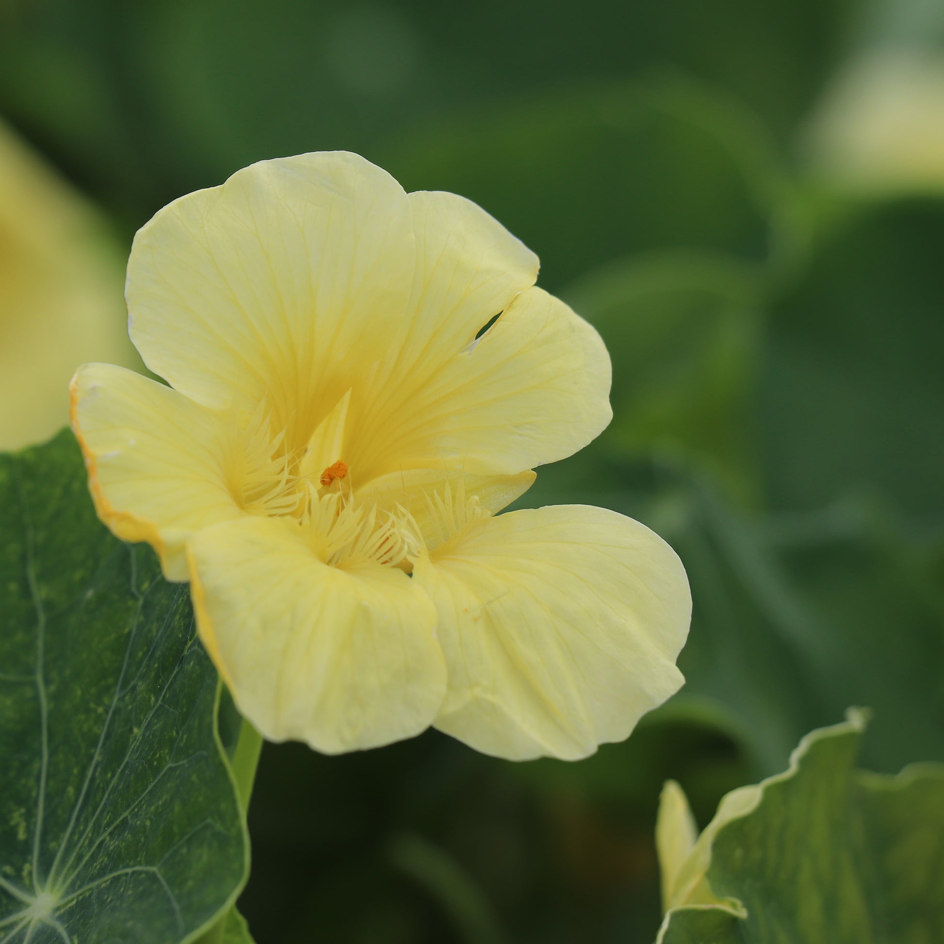 Nasturtium Milkmaid