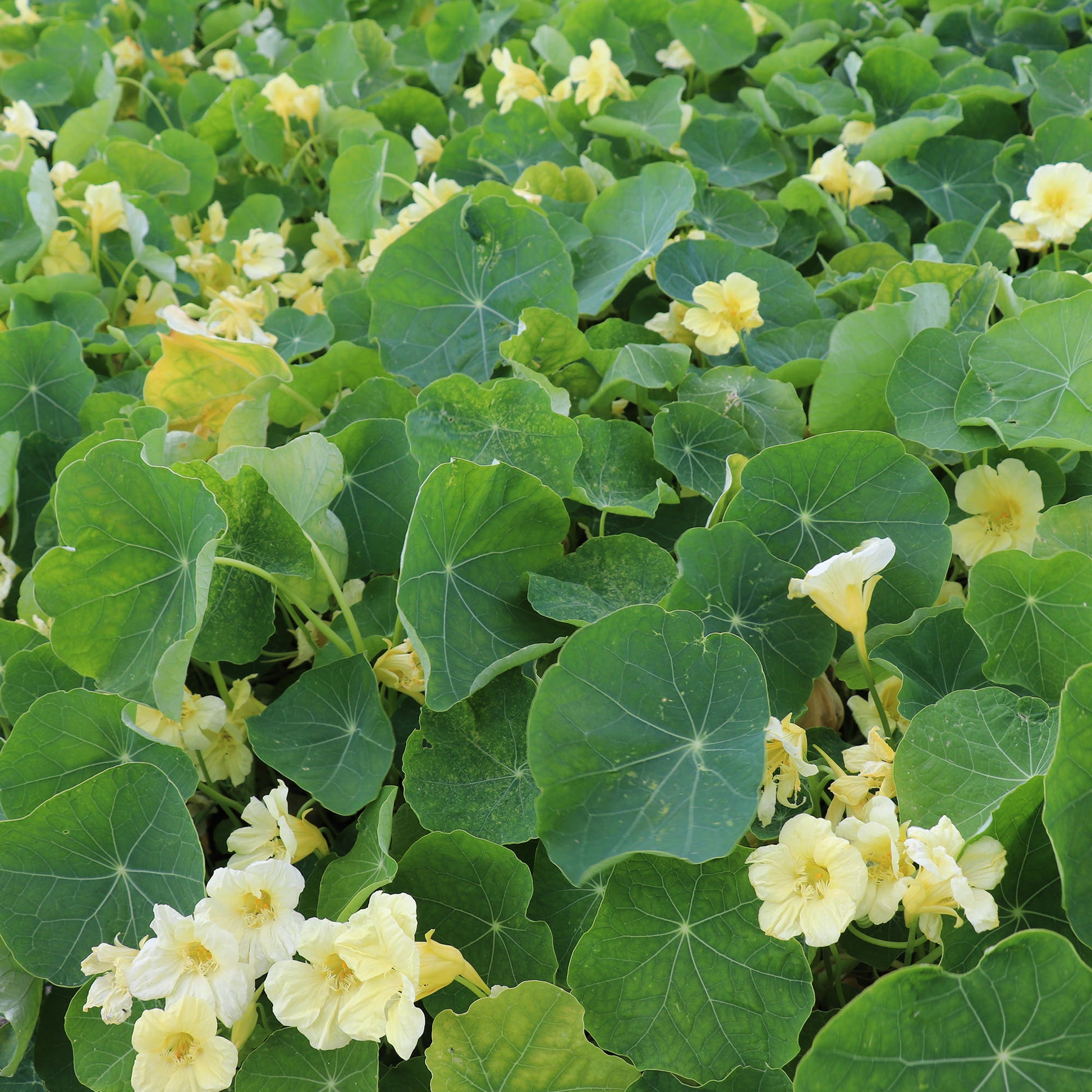 Flower Seeds Nasturtium Milkmaid