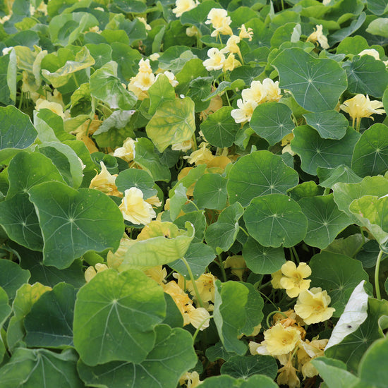 Flower Seed Nasturtium Milkmaid