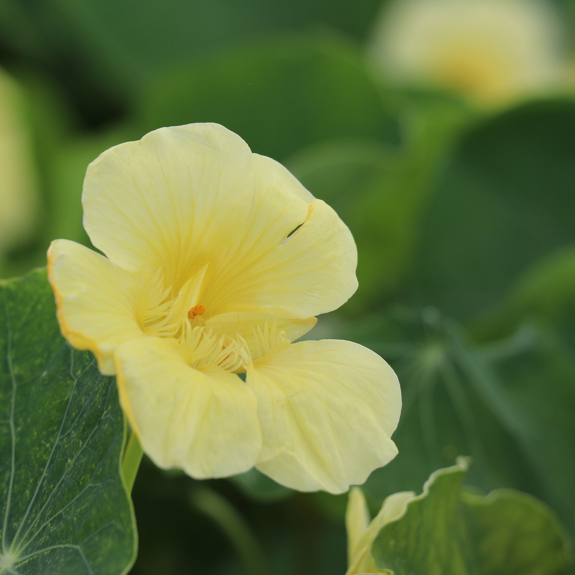 Nasturtium Milkmaid Flower Seeds