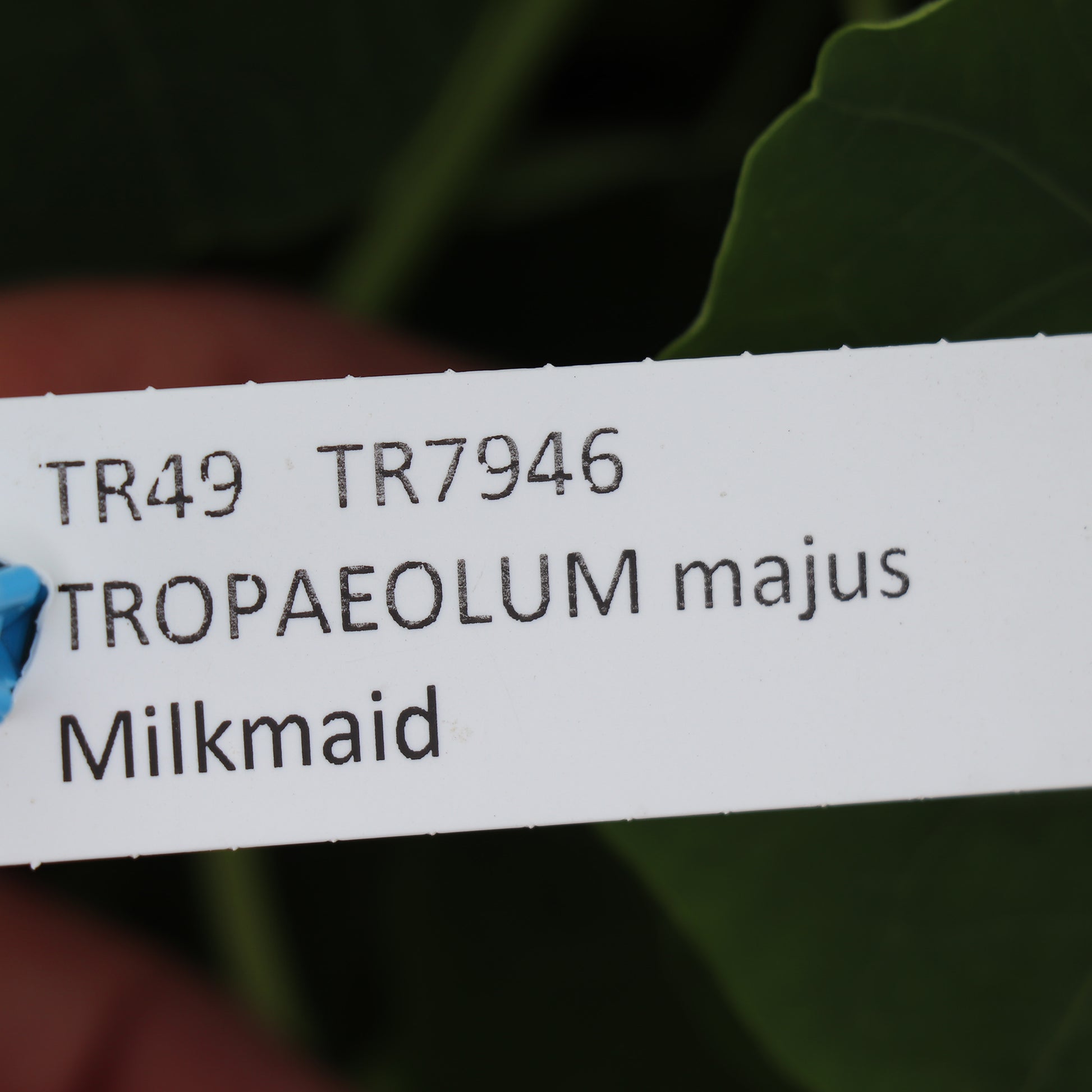 Grow Nasturtium Milkmaid