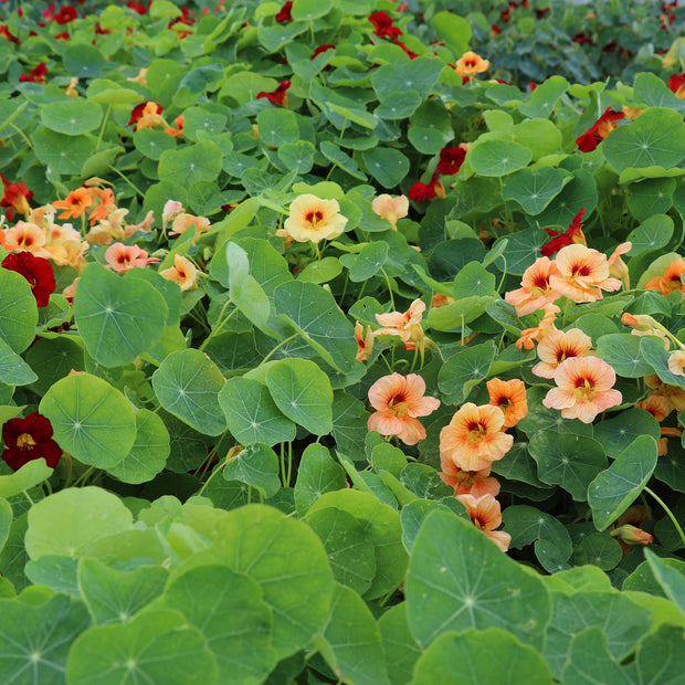 Nasturtium Seeds