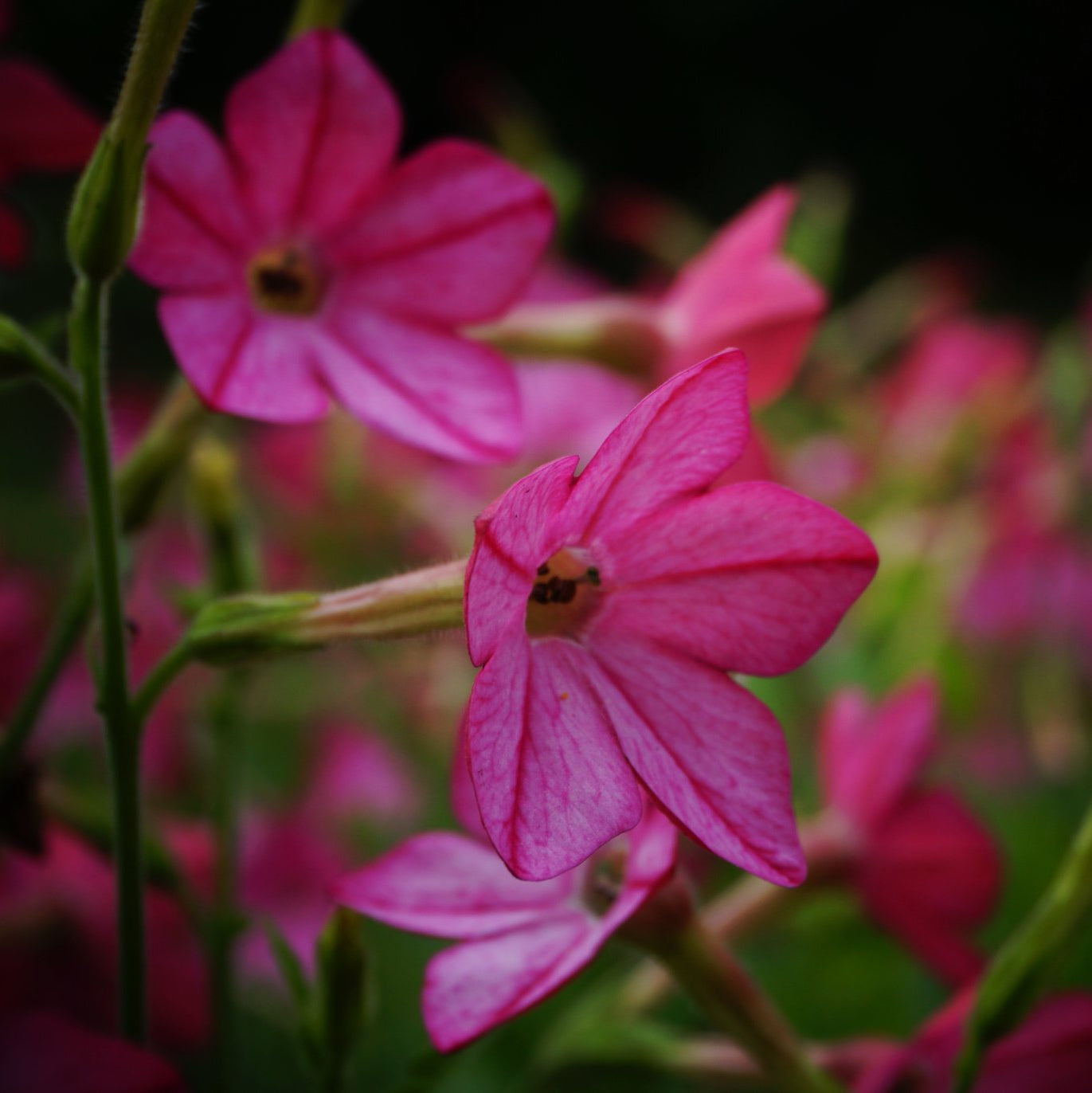 Nicotiana