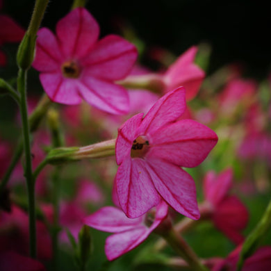 Nicotiana Perfume™ Bright Rose