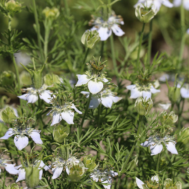 Black Caraway Seeds