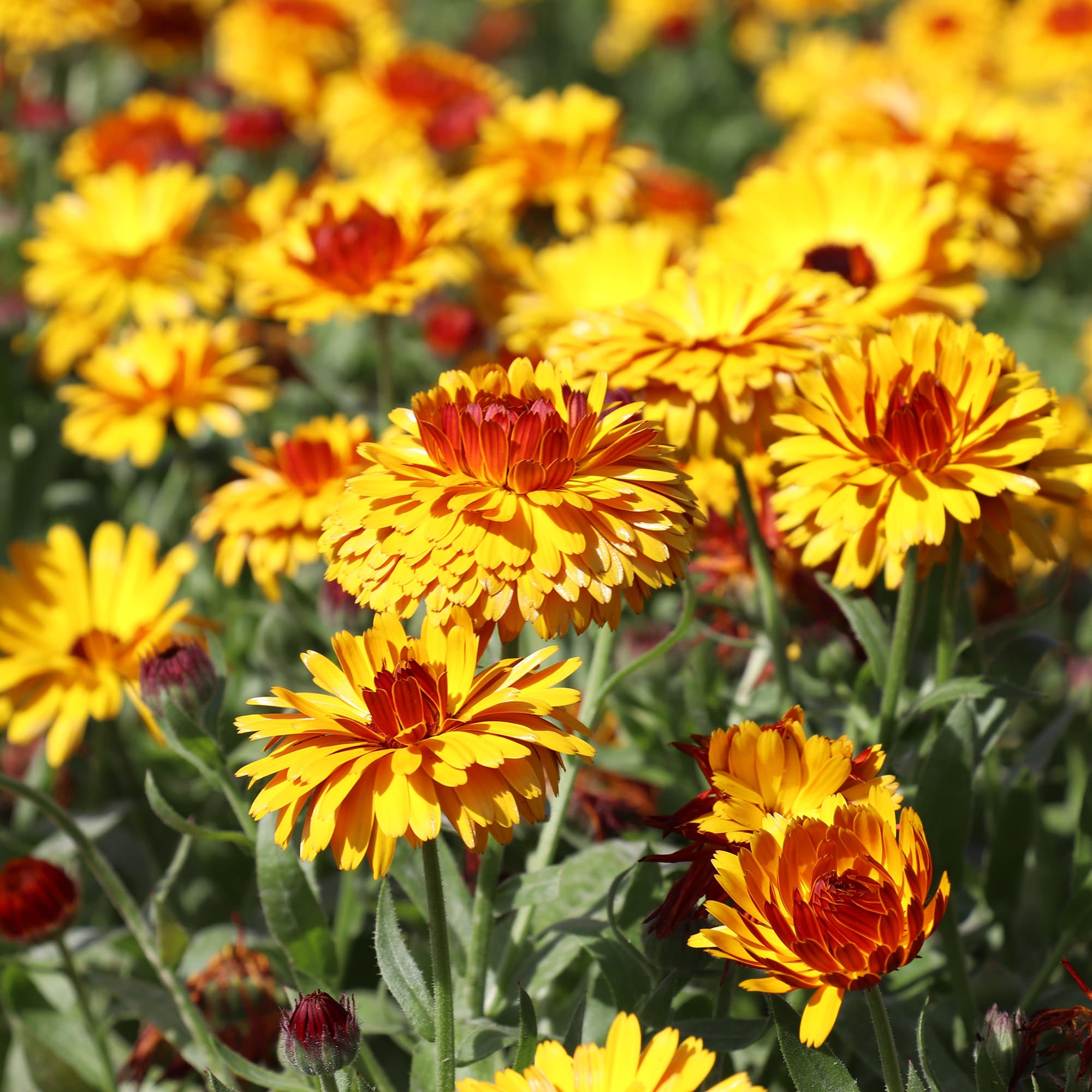 Marigold, English (Calendula officinalis) - 100 Seeds