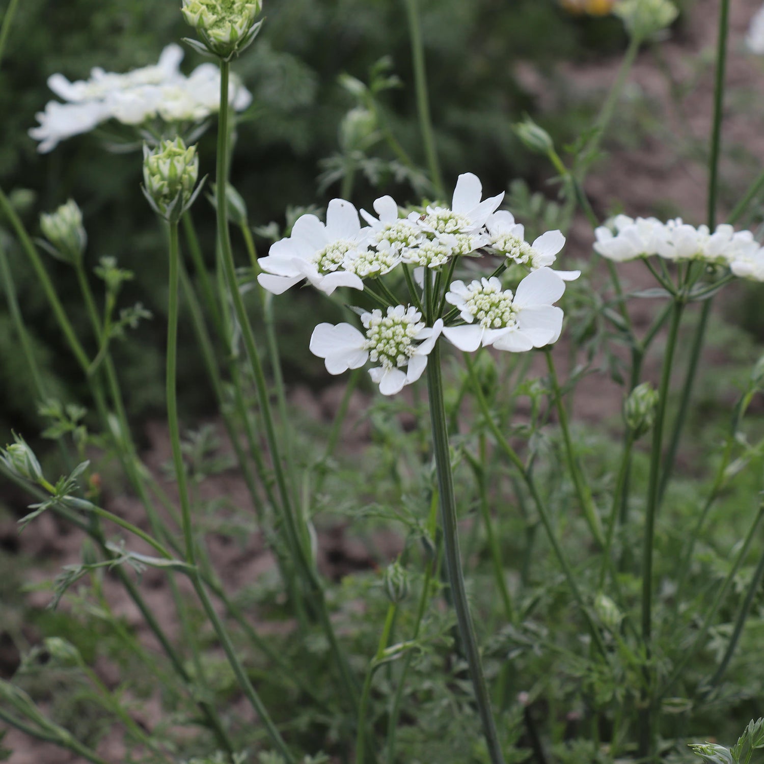 Orlaya Grandiflora