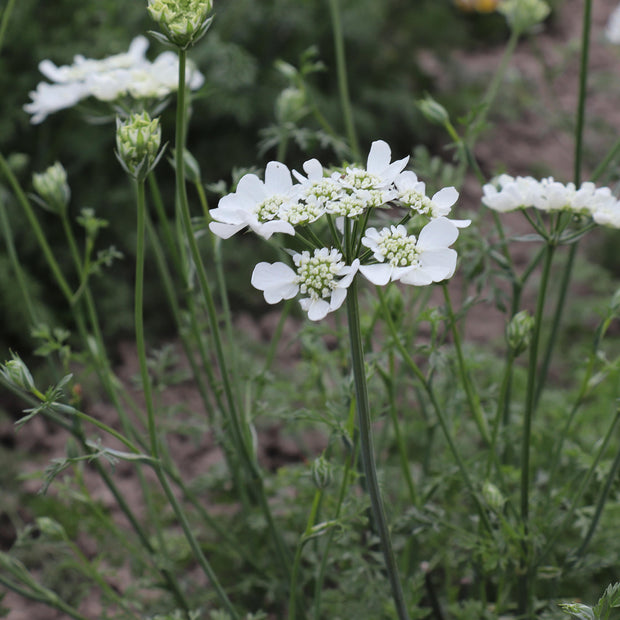 Fontana Seeds White Lace Seeds