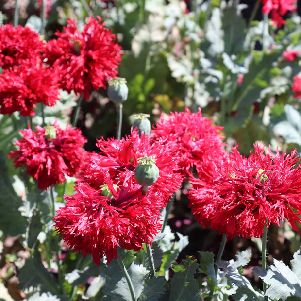 Poppy Crimson Feathers