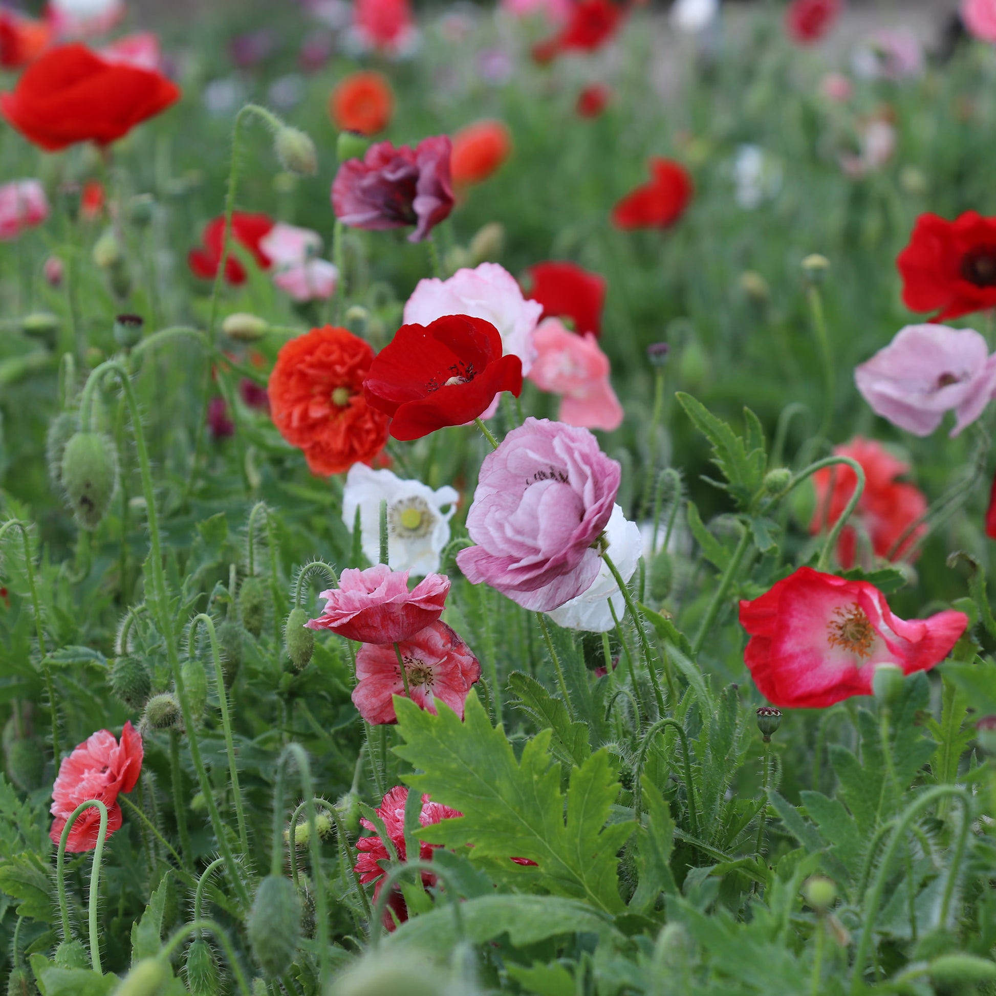 Poppies in bloom - Flower Seeds