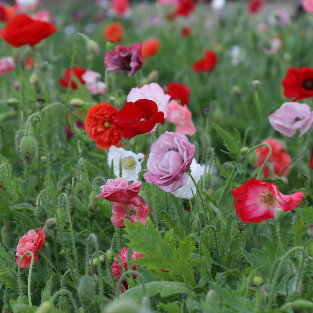 Poppies in bloom - Flower Seeds