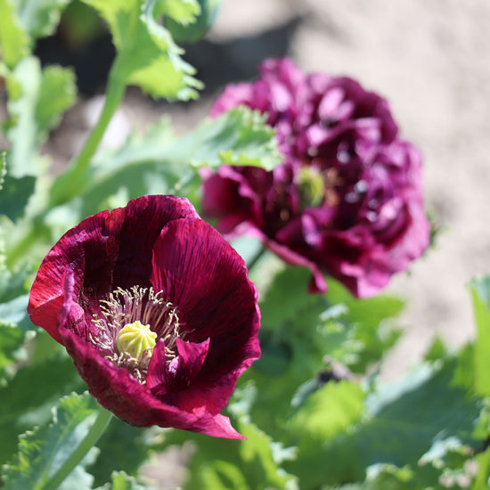Peony Poppy 'Black Paeony' (Papaver somniferum) Fontana Seeds