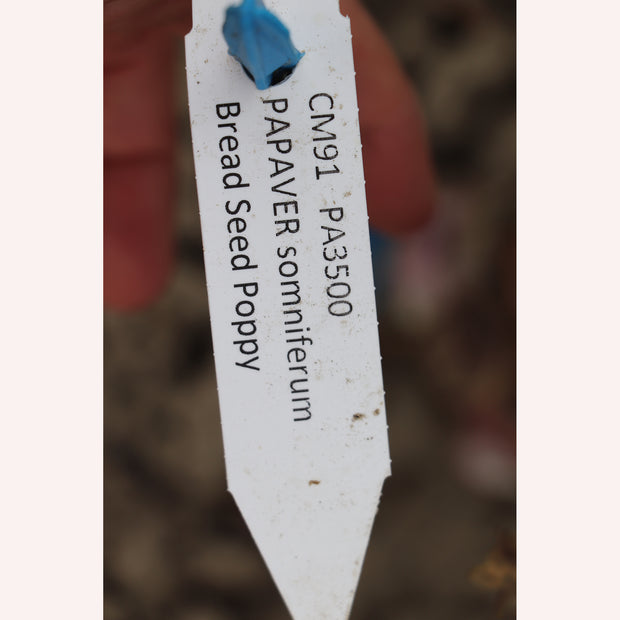 Label Papaver Somniferum Breadseed Poppy