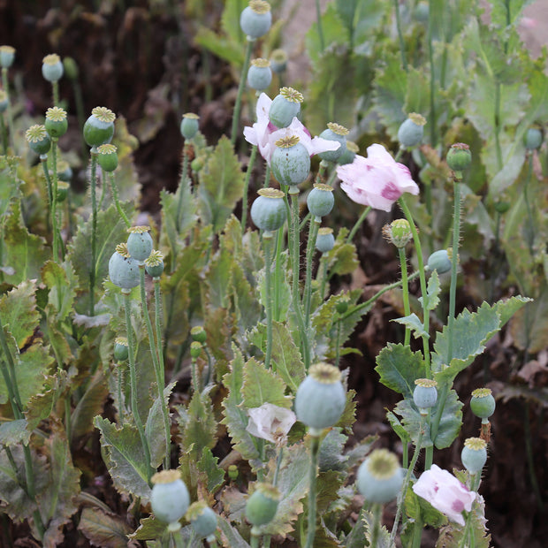 Breadseed popies fontana seeds