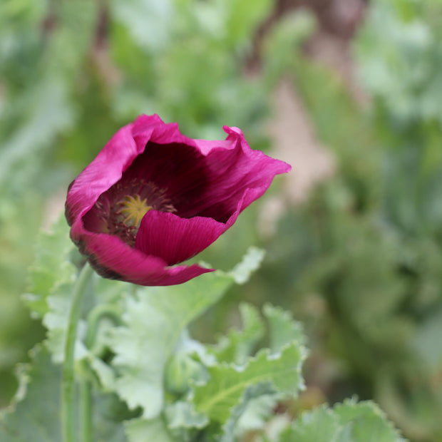 Papaver Laurens grape Seeds