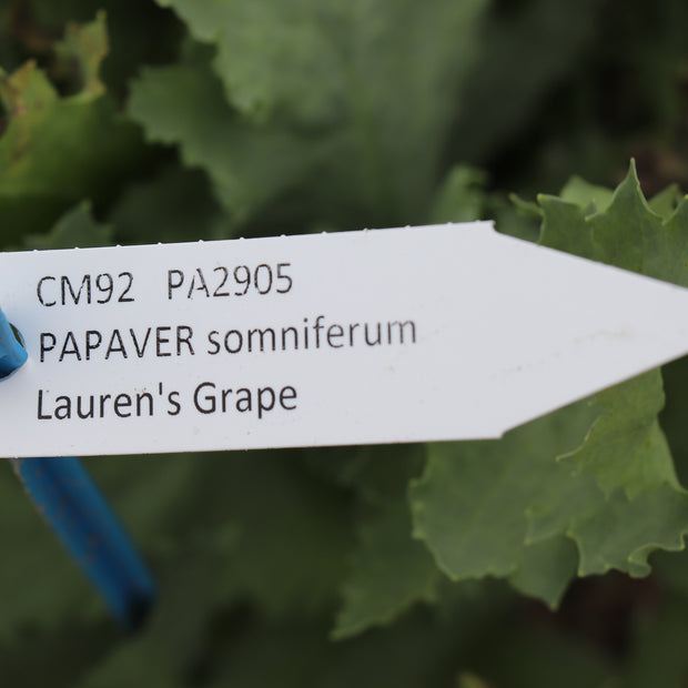 Label Papaver Somniferum Laurens grape