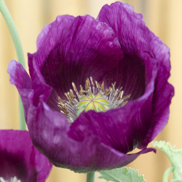 Papaver Somniferum Laurens grape