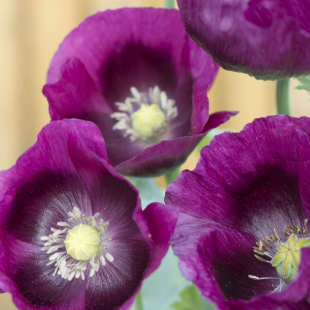 Poppy Somniferum Laurens grape