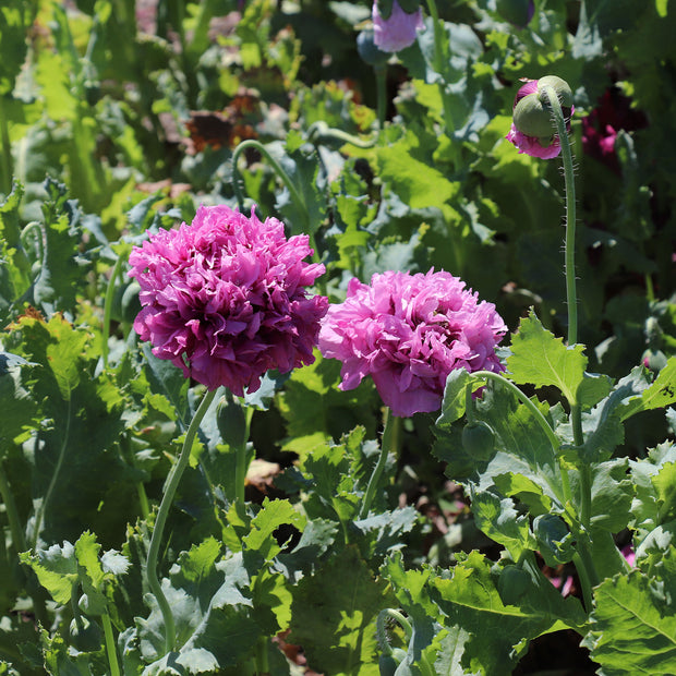 Papaver somniferum var. paeoniflorum Purple Peony Seeds Seed