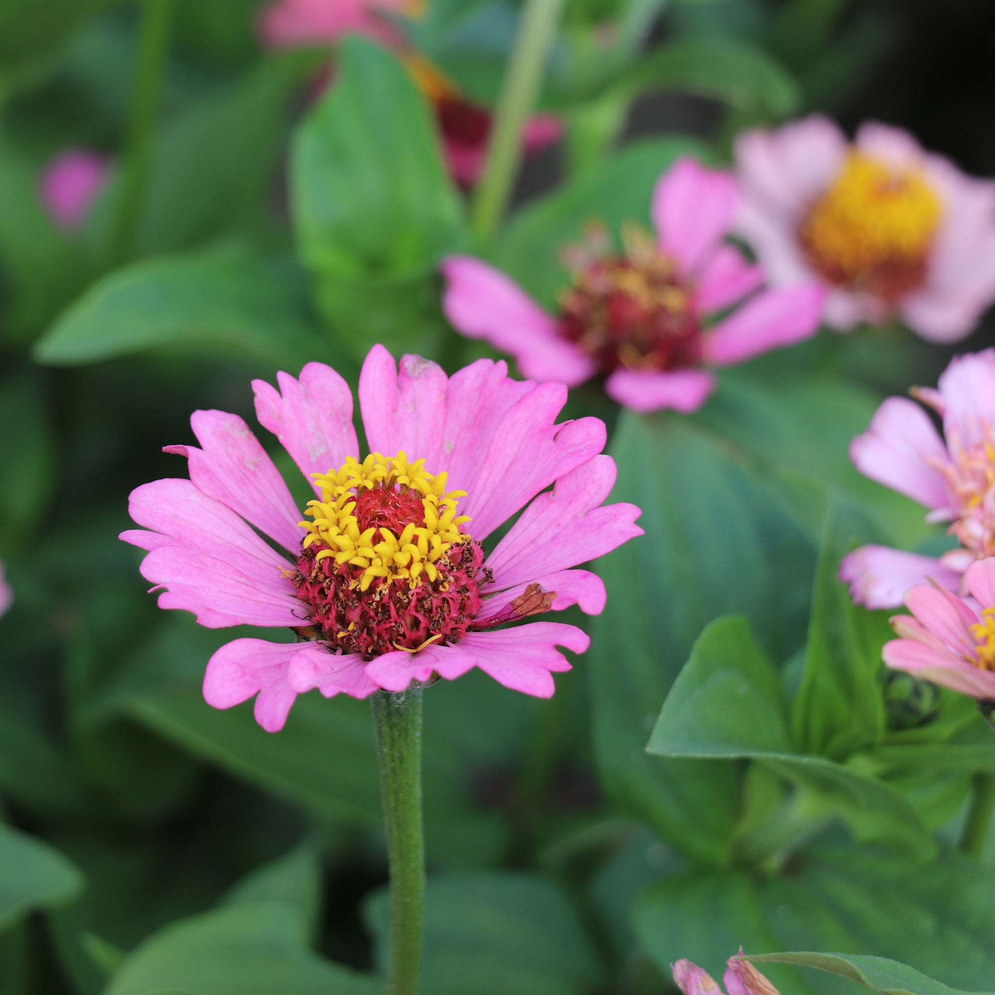 Peachy Pink Zinnia Flower
