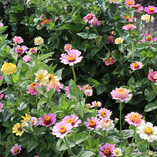 Peach and Cream Zinnias Fontana Seeds