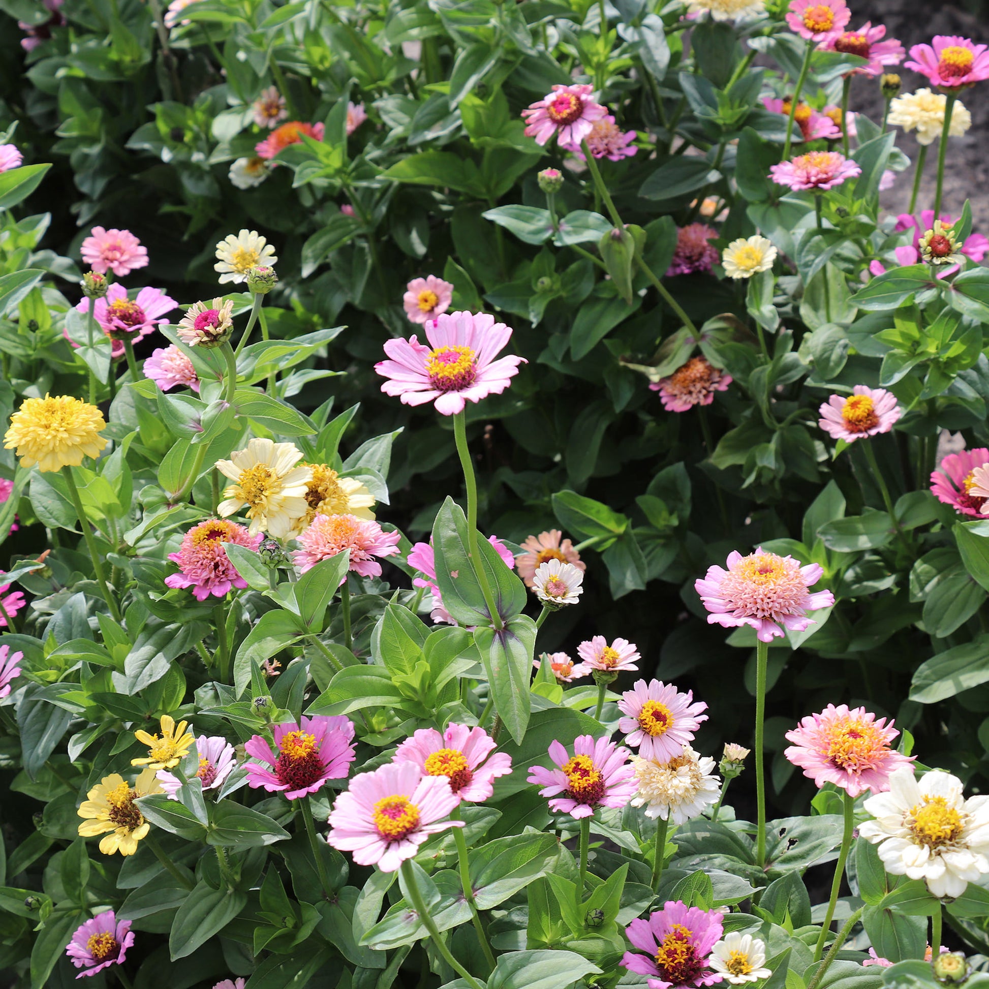 Peach and Cream Zinnias Fontana Seeds