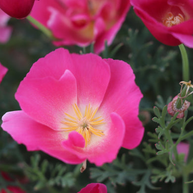 California Poppy Bush Rose