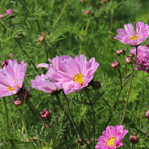 Cosmos Double Dutch Rose