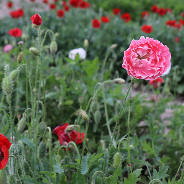 Pink Poppy Flower