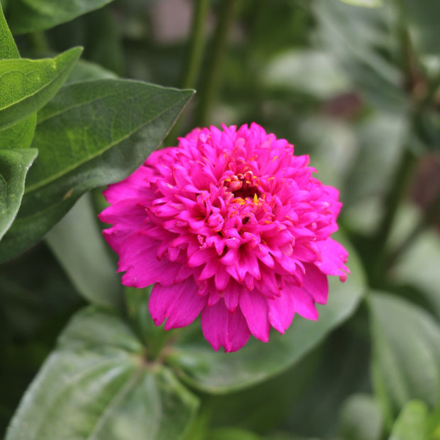 Zinnia Elegans Cresto Mixed