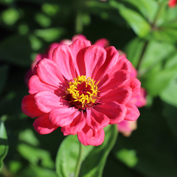 Pink Zinnias Fontana Seeds