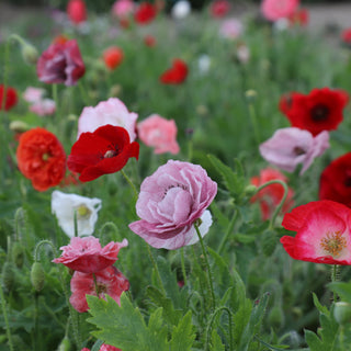 Poppy Seeds Papaver Rhoeas Dawn Chorus