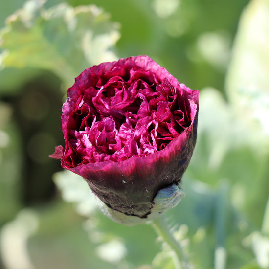 Seeds Peony Poppy 'Black Paeony' (Papaver somniferum)
