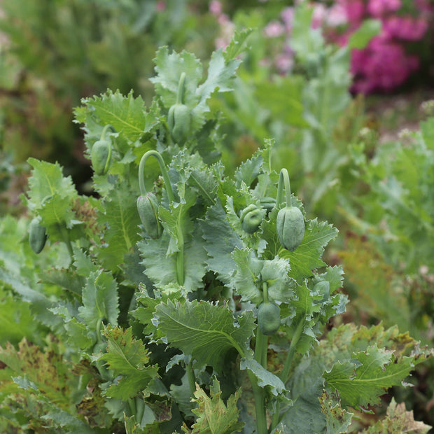 Foliage Papaver Somniferum Laurens grape