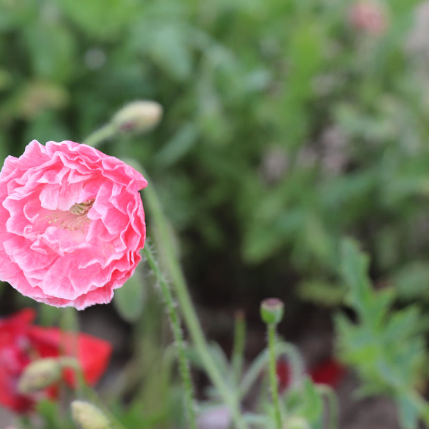 Pink Poppy flowering